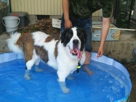 夫婦で一生背負っていく　余命宣告された愛犬の安楽死を決断した飼い主の思い