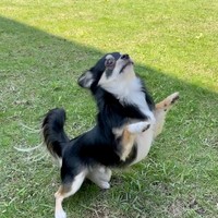 「今から宇宙に帰ります。」という文言とともに投稿された写真。お空を一心に見つめています…！！（画像提供／チワワのごまじろーさん）