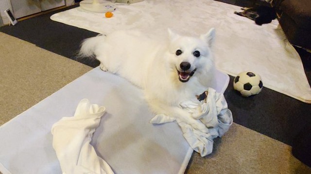 シャツでイタズラするのが大好きな楽（提供：くーさんママさん）