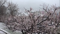 岡山県内で10センチ以上雪が積もるのは約1カ月ぶり　新見市・千屋で14センチの積雪
