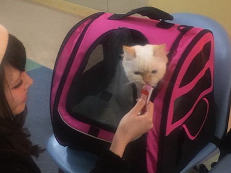  日常生活で子猫の「社会化」トレーニング！ アイデアあれこれ