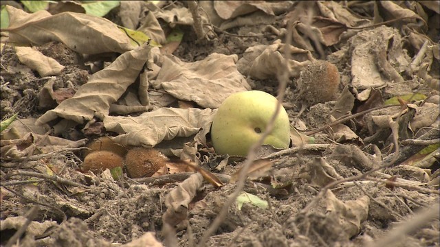 斎藤農水大臣　豪雨で被災した桃の産地を視察　岡山・総社市