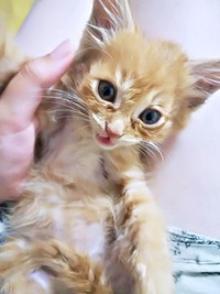 保護してまもない生後2カ月ころの虎太郎くん（画像提供：梅虎さん）