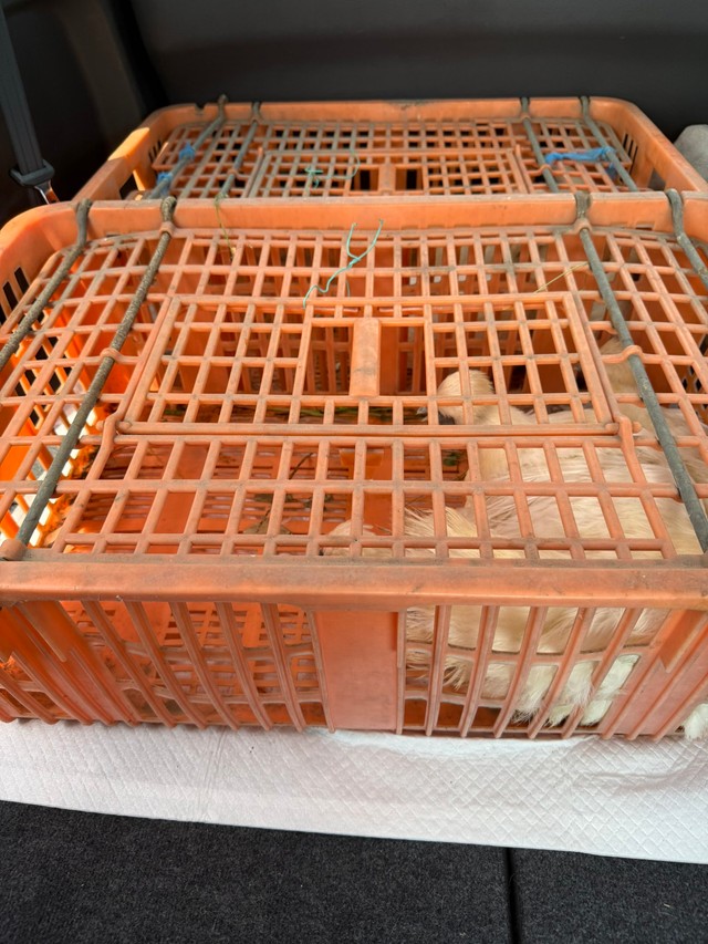 偶然通りかかった地元の農家の人がケージを持参し、次々と捕まえてくれたという（桃丸さん提供）