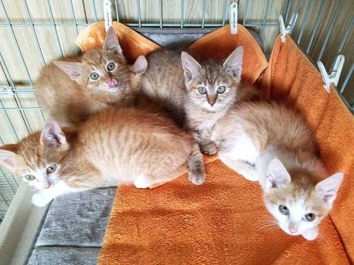 保護当時。右端がまるるくん