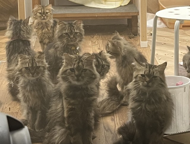 岡山・倉敷の多頭飼育崩壊現場からレスキューされた猫たち。近親交配を続けたためみんなそっくり（写真提供＝NPO法人Equal Life。以下同）