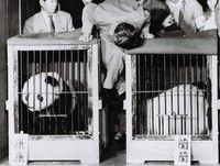 初来日し、上野動物園に着いたカンカン（左）とランラン＝1972年10月28日、朝日新聞社