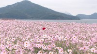 満開のマーガレットの花