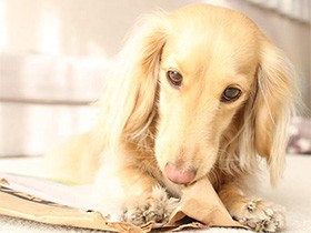 宅急便を開封中…中身は何かな　ミニチュアダックス「シェリー」