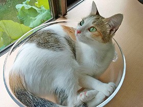西アフリカで出会った猫「ゆず」　日本に慣れて元気いっぱい