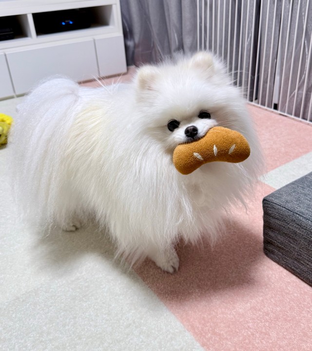 戻ってきたパンのおもちゃで遊んでご機嫌なおもちちゃん（画像提供：ポメラニアンのおもちさん