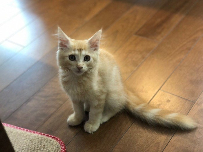 ふさふさのしっぽがチャームポイント