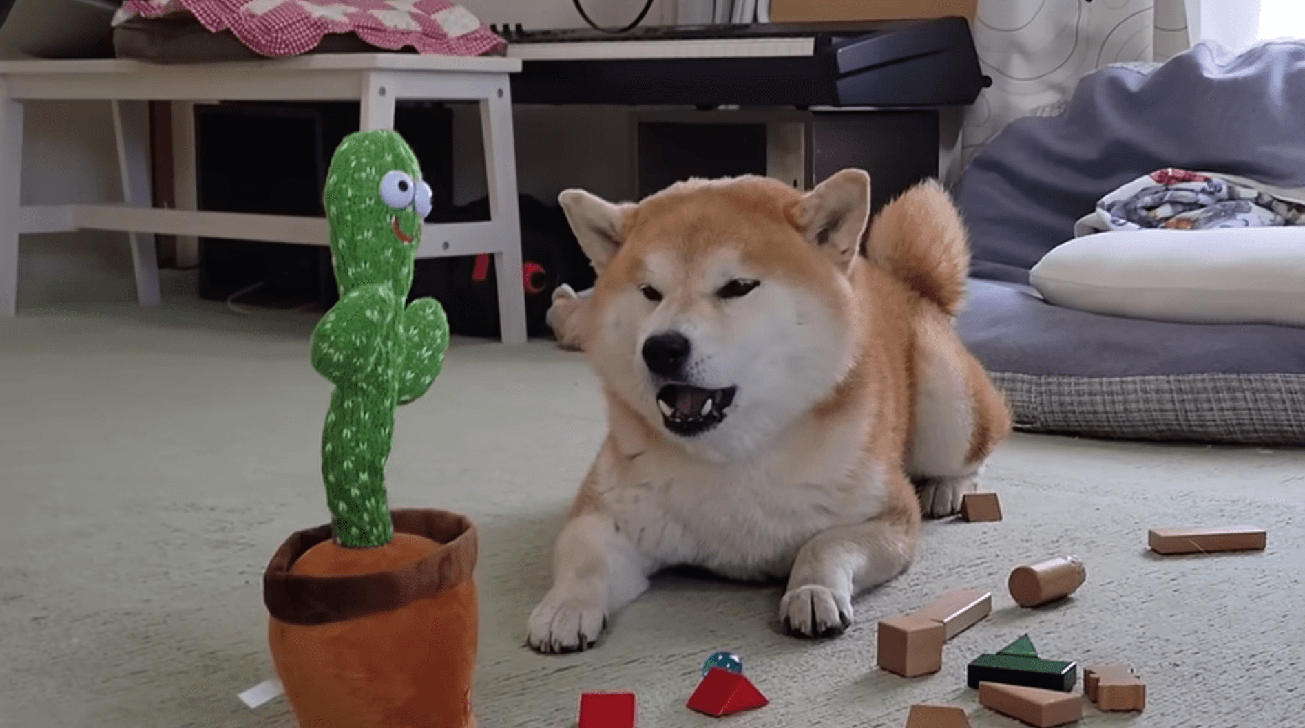 遠吠えとも違うような”おしゃべり”で遊ぶこむぎちゃん