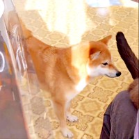 おねだりするも今は応じてもらえないとわかったようこちゃん（画像提供：シバシバお豆さん）