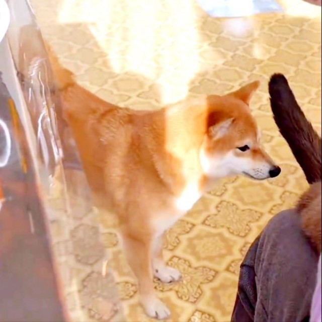 おねだりするも今は応じてもらえないとわかったようこちゃん（画像提供：シバシバお豆さん）