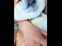 口を半開きにして、うっとりとした表情を浮かべるすずちゃん（画像提供：入間川いぬ散歩会さん）