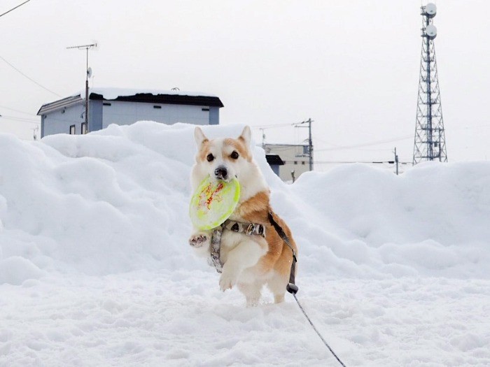 フリスビーを得意げにキャッチ！