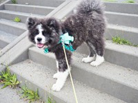 すくすくと成長中！ 凛々しい表情がかっこいいいぬくん（画像提供：@i_n_u_k_u_n）