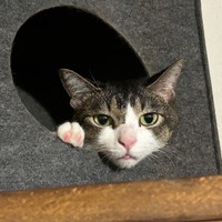 ハウスに入ってくつろぐ睦月さん（画像提供：かわいい睦月さんとくるみさん）