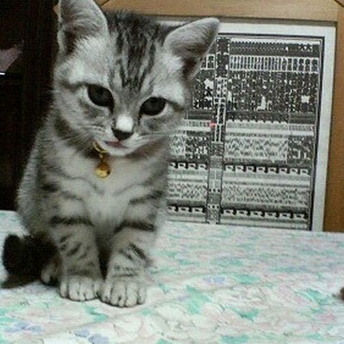 小さかった頃のはな。後ろは相撲の番付表「みんなしっかり～」