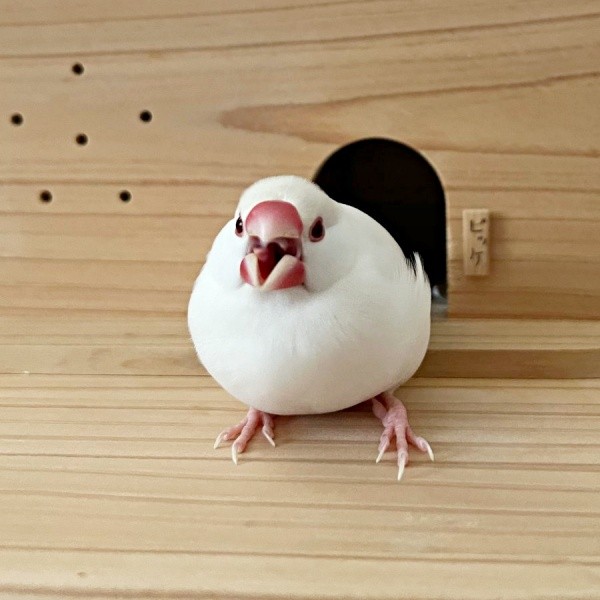 朝のポッケくん。自由な男の子です（画像提供：白文鳥のコッコさん）