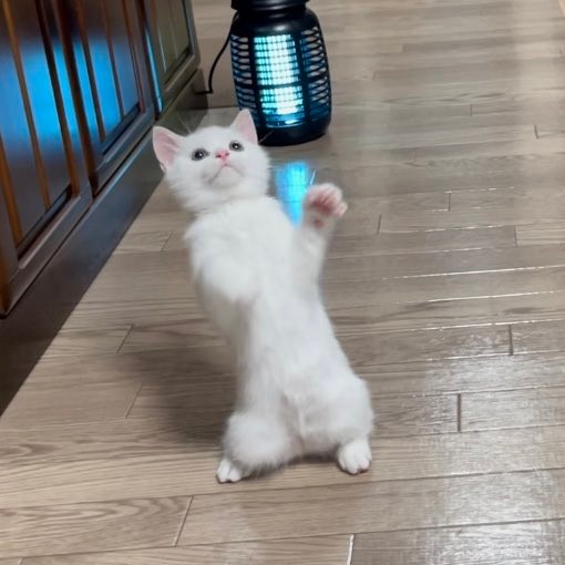 フローライト立ち猫ちゃん♡♡No.2418 LEDライト付き ねこちゃんスタンドミラー 毎日の生活がもっと楽しく