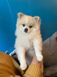 「！」（画像提供：ちくわ△(ポメ)さん）