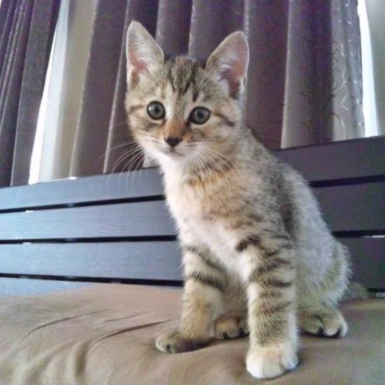 家にきたころの「ルーシー」