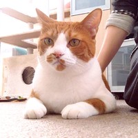 凛々しい表情が素敵なフランくん（画像提供：ふうさんちさん）