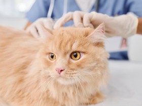 猫の通院「ストレス心配」、通いたいのは「説明わかりやすい病院」　読者アンケート