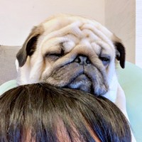 パパの頭の上で眠るモナカちゃん（画像提供：KaKoAさん）