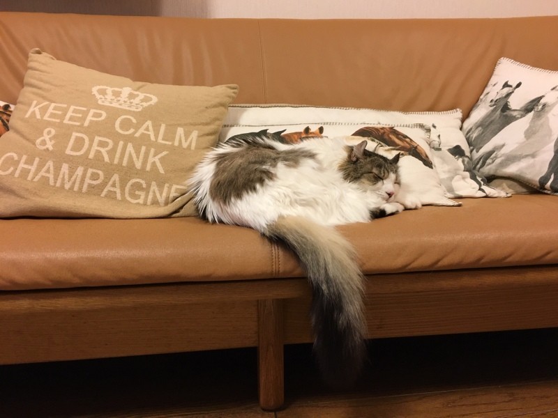 このソファの真ん中で寝るのが定番で、最後まで定位置だった