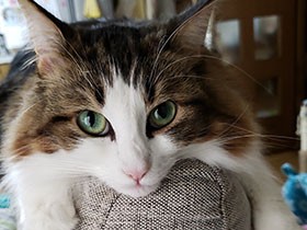 ふう、ちょっと休憩中　　やんちゃなノルウェージャン「こなつ」