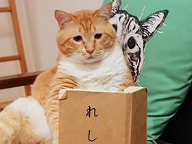 お太りさま猫ぐっぴー　レシピ本にヨダレもしたたるイタメシ男子