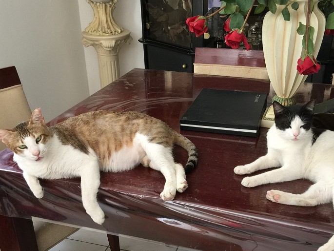 保護された子猫がやって来た　アラブの野良