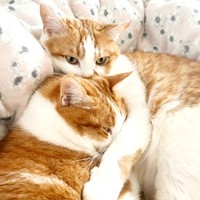 仲良く添い寝するぴったりくっ付いてくつろぐ小判くん（奥）、金貨ちゃん（手前）（画像提供：ネコにごはんさん）