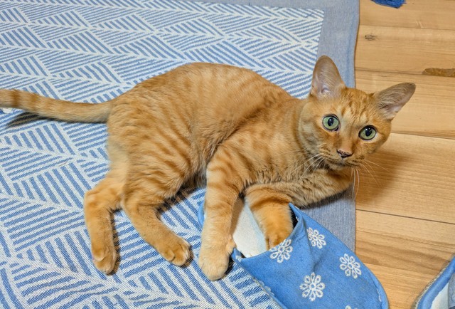 同じく老齢の猫を飼っているかるたさんだけに、共感も大きかったのだろうか（かるたさん提供）