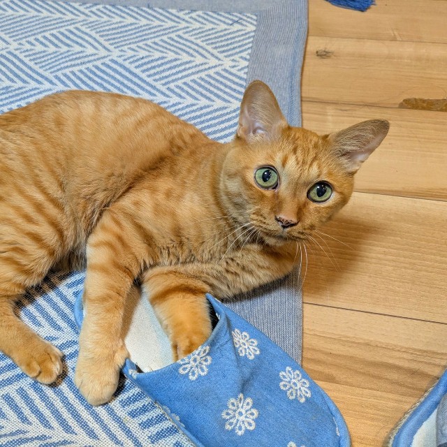 同じく老齢の猫を飼っているかるたさんだけに、共感も大きかったのだろうか（かるたさん提供）