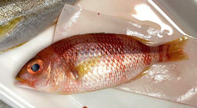 いかにも新鮮そう（後藤羽矢子さん提供）