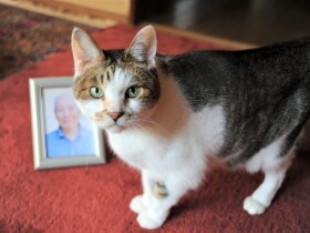 父の最期に寄り添った猫「さくら」　四十九日を過ぎて体に異変が