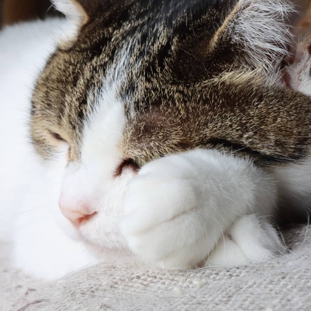 気持ちいいにゃ～、すやすや眠る神楽ちゃん