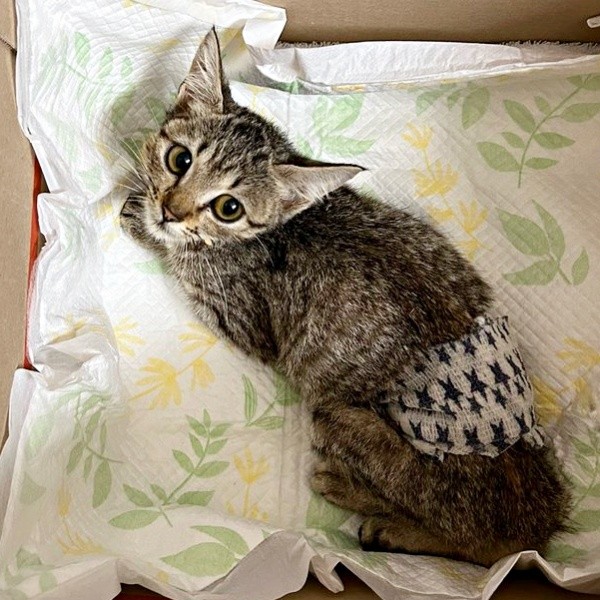 保護時は、生後推定2カ月。右後脚に負ったケガのため断脚したちゃちゃまるちゃん（画像提供：ろばちゃむさん）