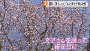 被災地に再び人を　男性が植え続けた桜の下に仲間が集う　宮城・石巻市釜谷地区