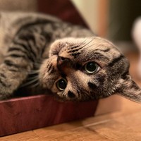 たまにはあざと可愛いをやってみる