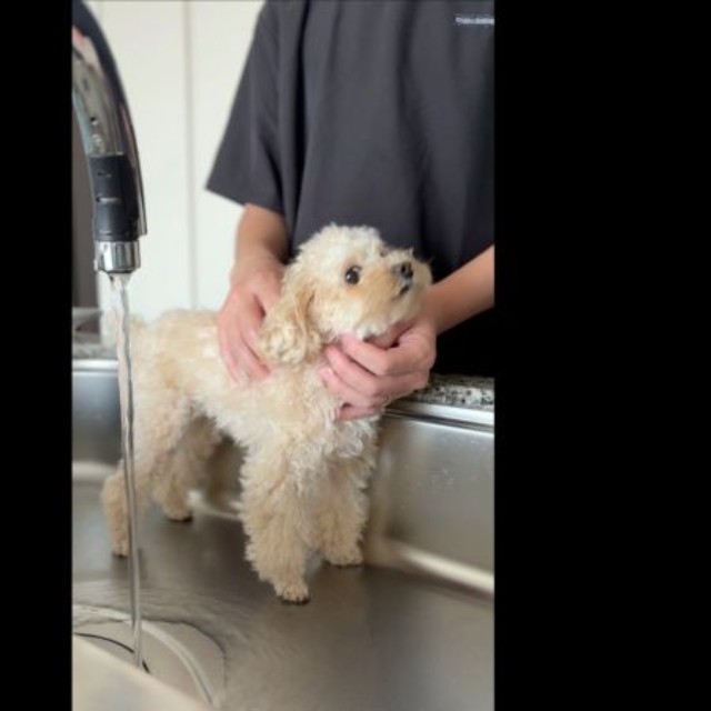 シャンプーじゃないよ？ マッサージで誤魔化しながら洗われるこぐまちゃん（画像提供：こぐまとこぐみさん）