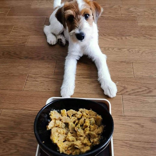 さすが店長の愛犬、ごはんの前の「フセ」「待て」が完ペキだ（店長提供）