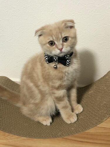 家にきたころの「ロイ」

