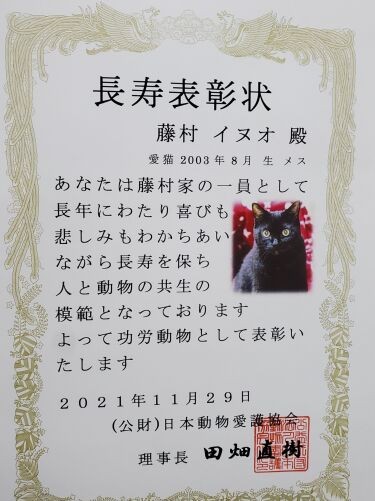 老猫は一日一日が大切、表彰状はケアなどでつらい時の支えにもなります