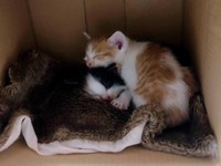 スヤスヤ眠るタマちゃん（下）とポチちゃん（上）