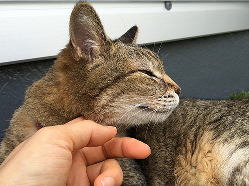 しつこいのはイヤだニャ！　攻撃前に猫は「警告」を出している